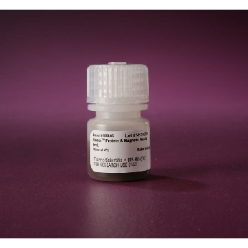 PIERCE PROTEIN A MAGNETIC BEADS, 5 ML.，88846，赛默飞世尔