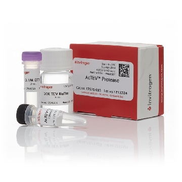 ACTEV PROTEASE 10000U，12575023，Invitrogen