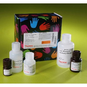PIERCE FAST WESTERN BLOT KIT, ECL SUBSTRATE, 5 BLOTS，35055，赛默飞世尔