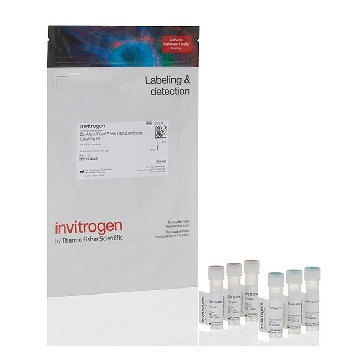 Probes ALEXA 555 ZIP KIT 1 KIT，Z11234，赛默飞世尔
