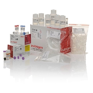 ZERO BLUNT TOPO/ TOP10/ PREP 25 RXN w/ PREPS，K280002，Invitrogen