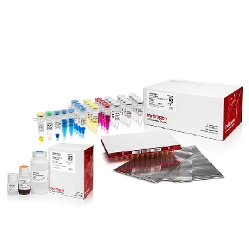 STRANDED RNA LIBRARY KIT (96) 96 PREPS，A38994096，赛默飞世尔