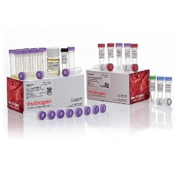 TOPO TA/ SEQ/ TOP10 (25) 25 RXN，K457501，Invitrogen