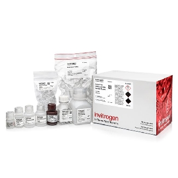 Transfer SKU PARIS KIT 50 RXNS EACH，AM1921，赛默飞世尔