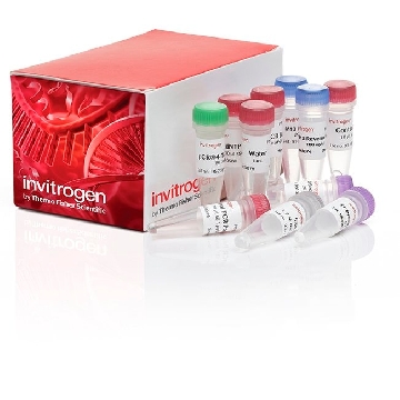 TOPO TA/ SEQ (PCR4) 25 RXN，450030，Invitrogen