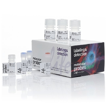 CLICK PLUS EDU 555 IMG KIT 50 1 KIT，C10638，Invitrogen