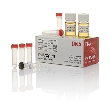 MAX EFF DH10B COMP CELLS 1ML                  #18297，18297010，Invitrogen