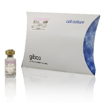 REC. HUMAN IFN-GAMMA 100 UG BIOSOURCE (TM)，PHC4031，Invitrogen