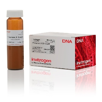 PROTEINASE K 1 GM，25530031，Invitrogen