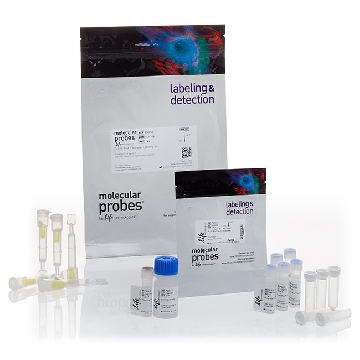 ALEXA FLUOR 350 MONOCL 1ROLL，A20180，Invitrogen