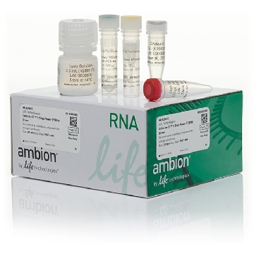 Transfer SKU SYBR 1-STEP CELLS TO CT 20 RXN，A25601，赛默飞世尔