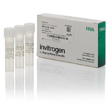 Transfer SKU RNA 6000 LADDER 3 X 20UL (FOR CALIPER)，AM7152，赛默飞世尔