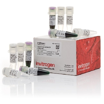 PLATINUM GREEN HS PCR 2X MM 200 RXNS，13001013，Invitrogen