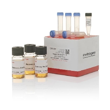 MEGAX DH10B T1R ELECTROCOMP 25 RXN，C640003，Invitrogen