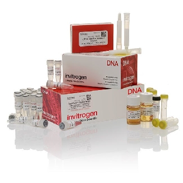 3 RACE SYSTEM 20 RXN，18373019，Invitrogen