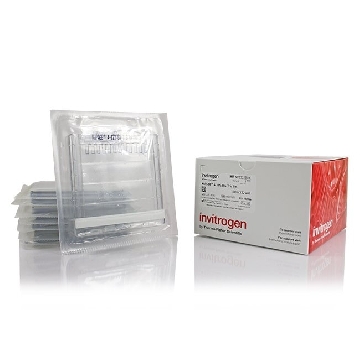 NUPAGE 4-12% BT GEL 1.5MM 10W 10 PER BOX，NP0335BOX，Invitrogen