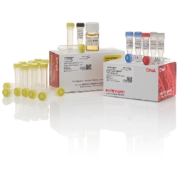 ZERO BLUNT TOPO/ DH5A (50) 50 RXN，K282040，Invitrogen