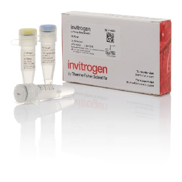 EZDNASE (INVITROGEN) 50 RXNS，11766051，Invitrogen