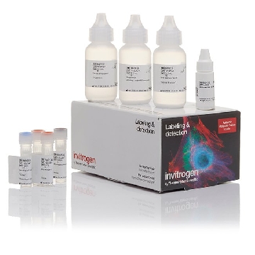 AF 488 TYRAMIDE KIT STV 150 SLIDES，B40932，Invitrogen