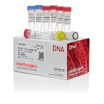 TOPO-TA BOX1, PCR2.1 10 RXN 10 RXN，451641，Invitrogen