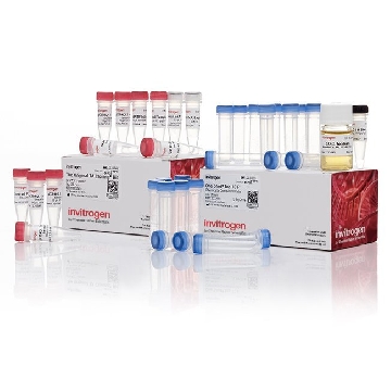 TA CLONING KIT TOP10F' 20 RXN，K203001，Invitrogen