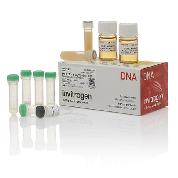 MAX EFF  DH5@F' IQ COMP CELLS 1.0 ML (5 X 0.2ML)   #18288，18288019，Invitrogen