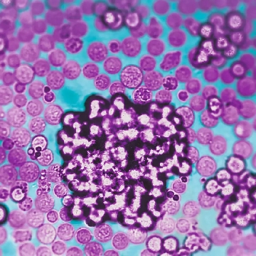 T Cell Activation/Expansion kit, human，130-091-441，美天旎