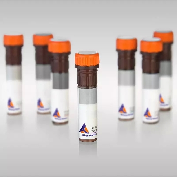 MACSpep CMV pp65 (MLNIPSINV) HLA-A*02，130-134-301，美天旎