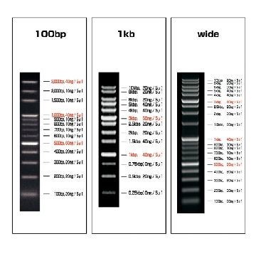 DNA分子大小梯度标记条(可常温保存) VIO-1kb-1(1条)，2-9883-03，AS ONE，亚速旺
