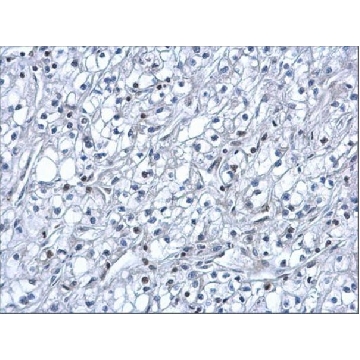 抗-HIF1A 兔抗，100UL，SAB2702132-100UL，Sigma
