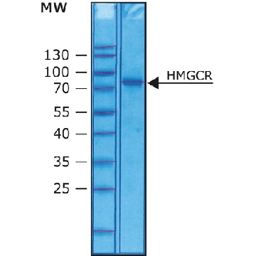 3-羟基-3-甲基戊二酰-CoA 还原酶 人，250UG，H7039-250UG，Sigma