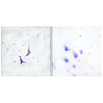 Anti-Syndecan4 antibody produced in rabbit，100UG，SAB4502721-100UG，Sigma