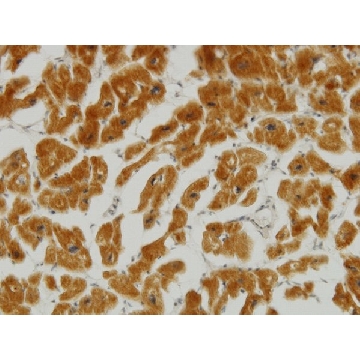 Monoclonal Anti-MFN2 antibody produced in mouse，100UG，WH0009927M3-100UG，Sigma