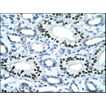 抗NR1H4 兔抗，100UL，AV33672-100UL，Sigma