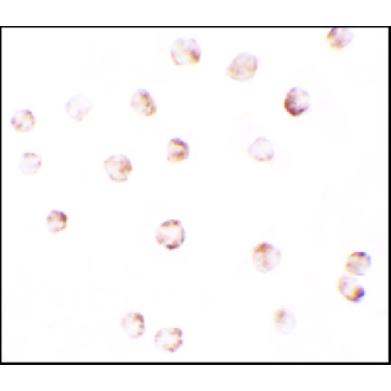 Anti-PIWIL2 antibody produced in rabbit，100UG，SAB3500749-100UG，Sigma