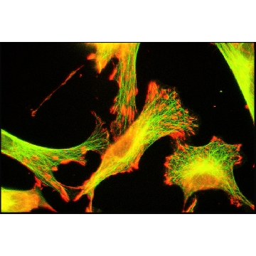 抗-Tubulin 兔抗，1ML，T3526-1ML，Sigma