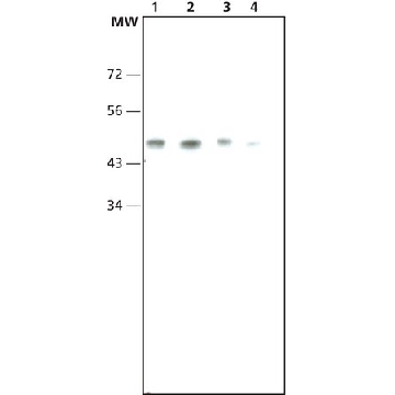 Monoclonal Anti-AP2 antibody produced in mouse，100UL，A7107-100UL，Sigma