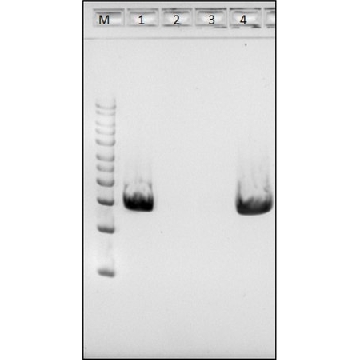 MetaPolyzyme, DNA free，5X1VIAL，MAC4LDF-5X1VL，Sigma