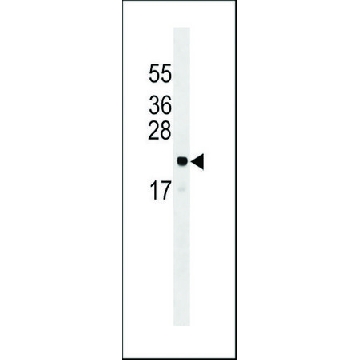 ANTI-ARL6IP5 (CENTER) antibody produced in rabbit，400UL，SAB1306837-400UL，Sigma