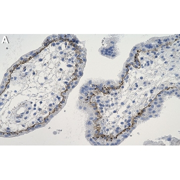 Anti-Laminin β1 Antibody, clone 4E10 ZooMAb® Mouse Monoclonal，25UL，ZMS1128-25UL，Sigma
