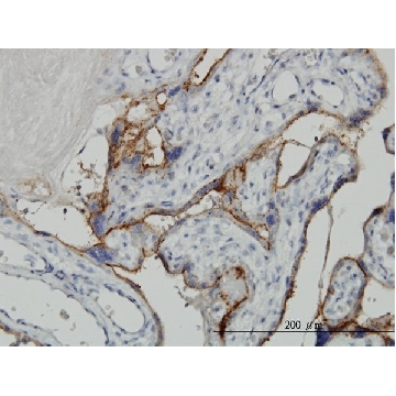 Monoclonal Anti-ALPPL2 antibody produced in mouse，100UG，WH0000251M7-100UG，Sigma