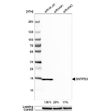 Anti-SNRPD3 antibody produced in rabbit，100UL，HPA001170-100UL，Sigma