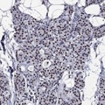 Anti-ZNF154 antibody produced in rabbit，100UL，HPA076284-100UL，Sigma