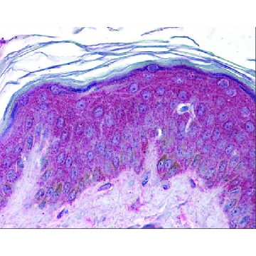 Anti-APC2 antibody produced in rabbit，100UL，AV50526-100UL，Sigma