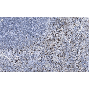 Anti-RUNX2 Antibody, clone 1D6 ZooMAb® Rabbit Monoclonal，25UL，ZRB1603-25UL，Sigma