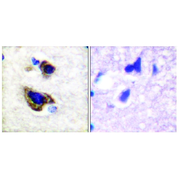 Anti-GFAP antibody produced in rabbit，100UG，SAB4501162-100UG，Sigma