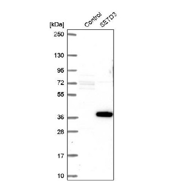 Anti-SETD3 antibody produced in rabbit，100UL，HPA003639-100UL，Sigma