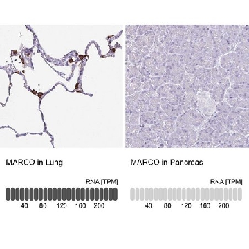Anti-MARCO antibody produced in rabbit，100UL，HPA063793-100UL，Sigma