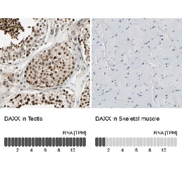 抗-DAXX 兔抗，100UL，HPA008736-100UL，Sigma