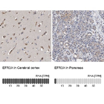 Anti-EFR3A antibody produced in rabbit，100UL，HPA023402-100UL，Sigma